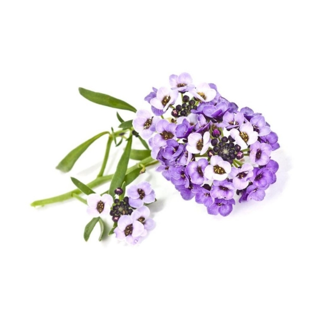 Click & Grow- Smart Garden navulling 3-pack Sweet Alyssum