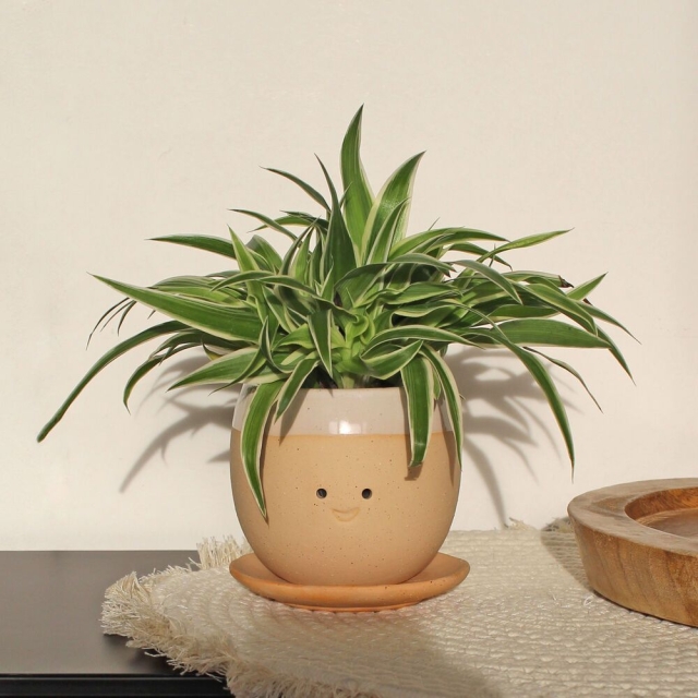Winkee Huilende Plantenpot - Planter