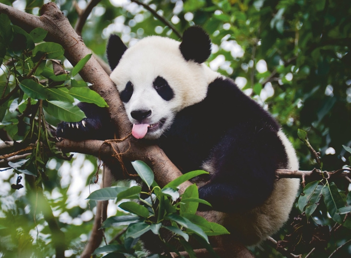 Ravensburger Puzzel Panda Beer 500p (12000351) in de groep SPORT, VRIJE TIJD & HOBBY / Hobby / Puzzel bij TP E-commerce Nordic AB (C86446)