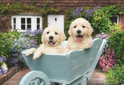 Ravensburger Golden Retriever 200p Advertentie - (12001368) in de groep SPORT, VRIJE TIJD & HOBBY / Hobby / Puzzel bij TP E-commerce Nordic AB (D20399)