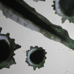 Stoere stickers voor auto/motor - kogelgaten en krabsporen Stoere stickers voor auto/motor - kogelgaten en krabsporen