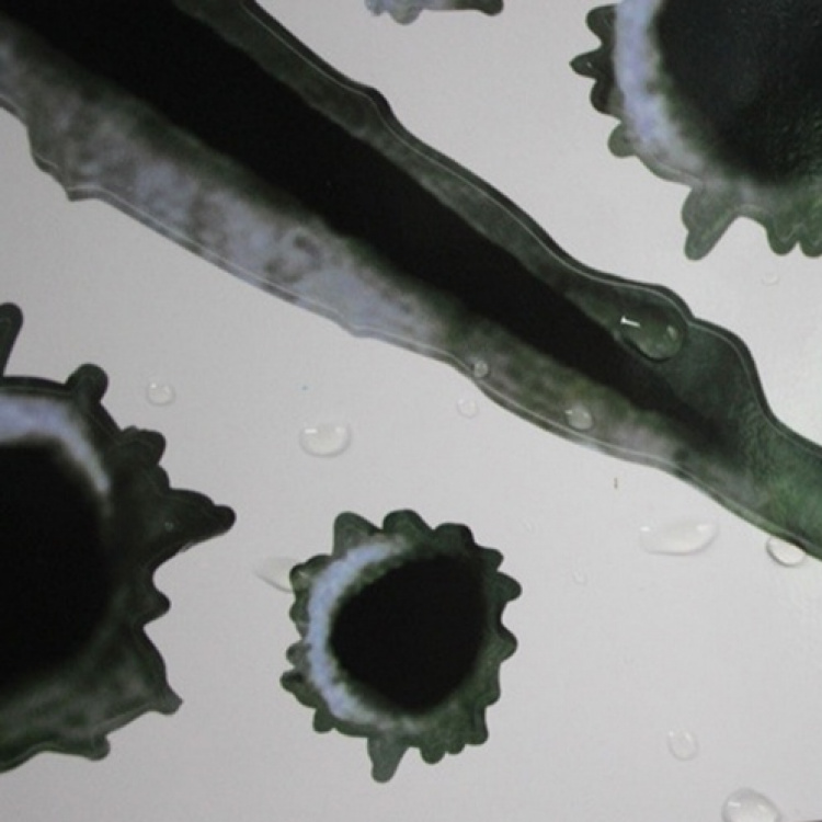 Stoere stickers voor auto/motor - kogelgaten en krabsporen Stoere stickers voor auto/motor - kogelgaten en krabsporen