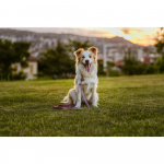 TICKLESS Fästingskydd ECOPET TICKLESS Fästingskydd ECOPET