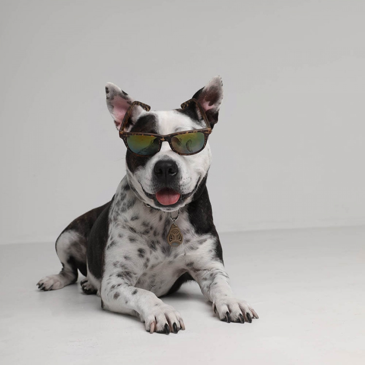 TICKLESS Fästingskydd ECOPET TICKLESS Fästingskydd ECOPET