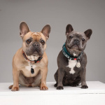 TICKLESS Fästingskydd Pet Beige TICKLESS Fästingskydd Pet Beige