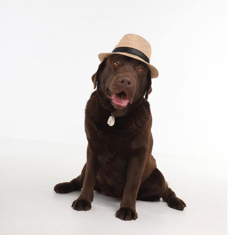 TICKLESS Fästingskydd Pet Beige TICKLESS Fästingskydd Pet Beige