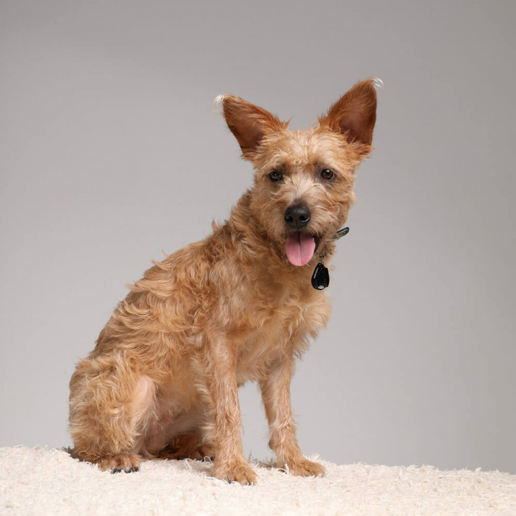 TICKLESS Fästingskydd Pet Svart TICKLESS Fästingskydd Pet Svart