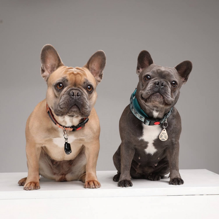 TICKLESS Fästingskydd Pet Svart TICKLESS Fästingskydd Pet Svart