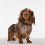 TICKLESS Fästingskydd Mini Hund TICKLESS Fästingskydd Mini Hund