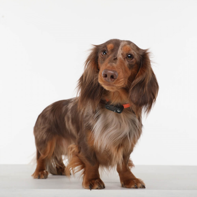 TICKLESS Fästingskydd Mini Hund TICKLESS Fästingskydd Mini Hund