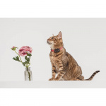 TICKLESS Fästingskydd Mini Katt TICKLESS Fästingskydd Mini Katt