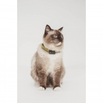 TICKLESS Fästingskydd Mini Katt TICKLESS Fästingskydd Mini Katt