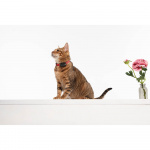 TICKLESS Fästingskydd Mini Katt TICKLESS Fästingskydd Mini Katt