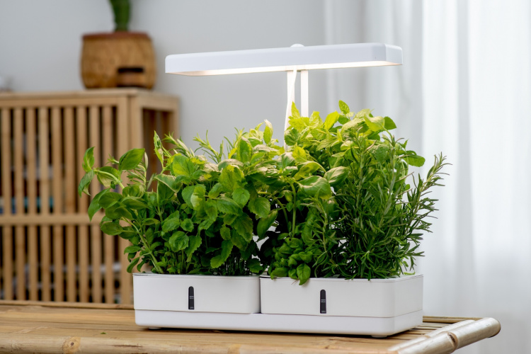 Airam Daisy -kasvivalaisin, 20W/835, 1450 lm, valkoinen