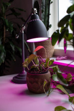 Airam LED plant lamp, E27, helder, gloeidraad 180 lm Airam LED plant lamp, E27, helder, gloeidraad 180 lm