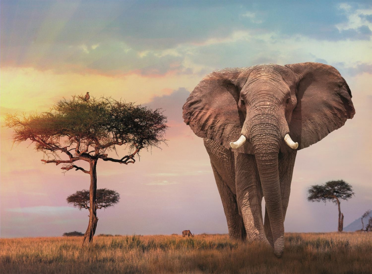 Clementoni 500 stuks High Quality Collection Afrikaanse Zonsondergang