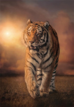 Clementoni 1000 stuks CB High Quality Collection tijger