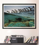 Clementoni 1000 stuks CB High Quality Collection National Geographics ezelspinguïns