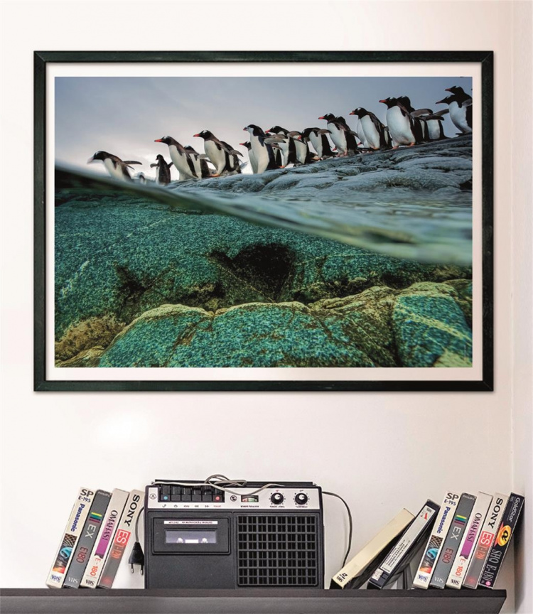 Clementoni 1000 stuks CB High Quality Collection National Geographics ezelspinguïns