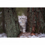 Lilcat 2 GPS-Tracker för Katter