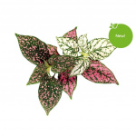 Click & Grow - Smart Garden navulling 3-pack - Polka Dot Plant (SGR48X3)