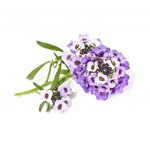Click & Grow- Smart Garden navulling 3-pack Sweet Alyssum