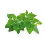 Click & Grow Smart Garden navulling 3-pack - Kattenkruid (SGR29X3)