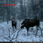 Nedis Wildcamera | 4K@10fps | 50 MPixel | 5 MPixel CMOS | IP65 | Zwart No-Glow IR | Nachtzicht | Kijkhoek: 60 ° | Bewegingssensor | Detectiehoek: 130 ° | Detectiebereik: 20 m | Scherm grootte: 2.4  Nedis Wildcamera | 4K@10fps | 50 MPixel | 5 MPixel CMOS | IP65 | Zwart No-Glow IR | Nachtzicht | Kijkhoek: 60 ° | Bewegingssensor | Detectiehoek: 130 ° | Detectiebereik: 20 m | Scherm grootte: 2.4