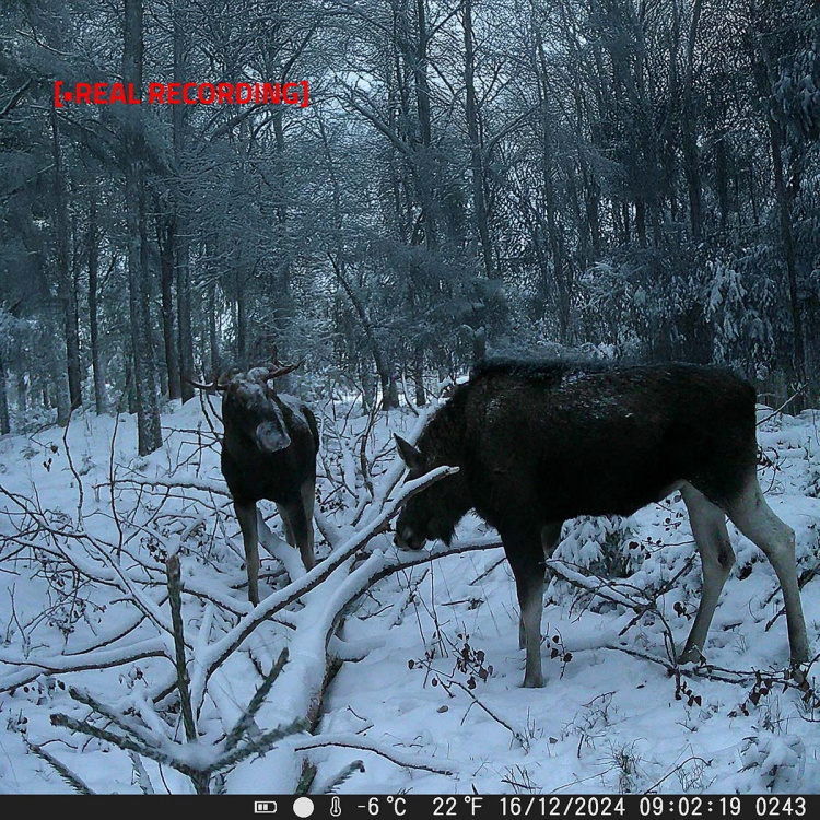 Nedis Wildcamera | 4K@10fps | 50 MPixel | 5 MPixel CMOS | IP65 | Zwart No-Glow IR | Nachtzicht | Kijkhoek: 60 ° | Bewegingssensor | Detectiehoek: 130 ° | Detectiebereik: 20 m | Scherm grootte: 2.4  Nedis Wildcamera | 4K@10fps | 50 MPixel | 5 MPixel CMOS | IP65 | Zwart No-Glow IR | Nachtzicht | Kijkhoek: 60 ° | Bewegingssensor | Detectiehoek: 130 ° | Detectiebereik: 20 m | Scherm grootte: 2.4