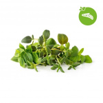 Click & Grow Smart Garden navulling 9-pack Italiaanse kruidenmix