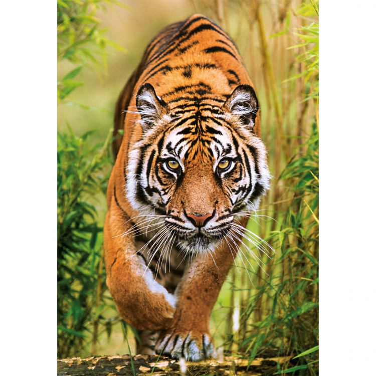 Clementoni Pussel 1000 Pcs CB The Hunter\'s Path